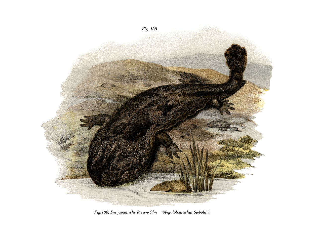 Japansk jättesalamander (färg litho) av German School