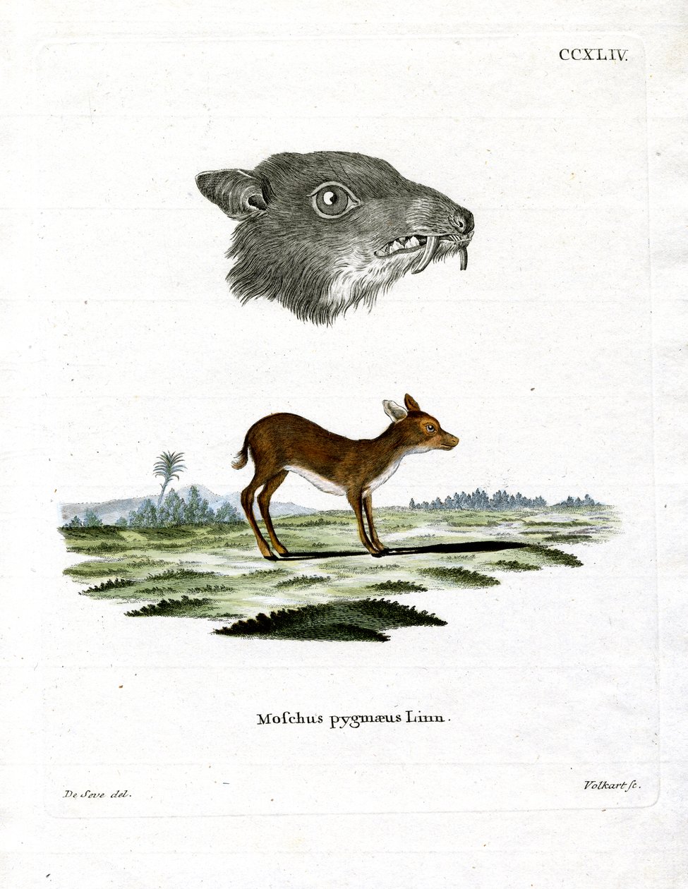 Java Mouse-Deer (färgad gravyr) av German School