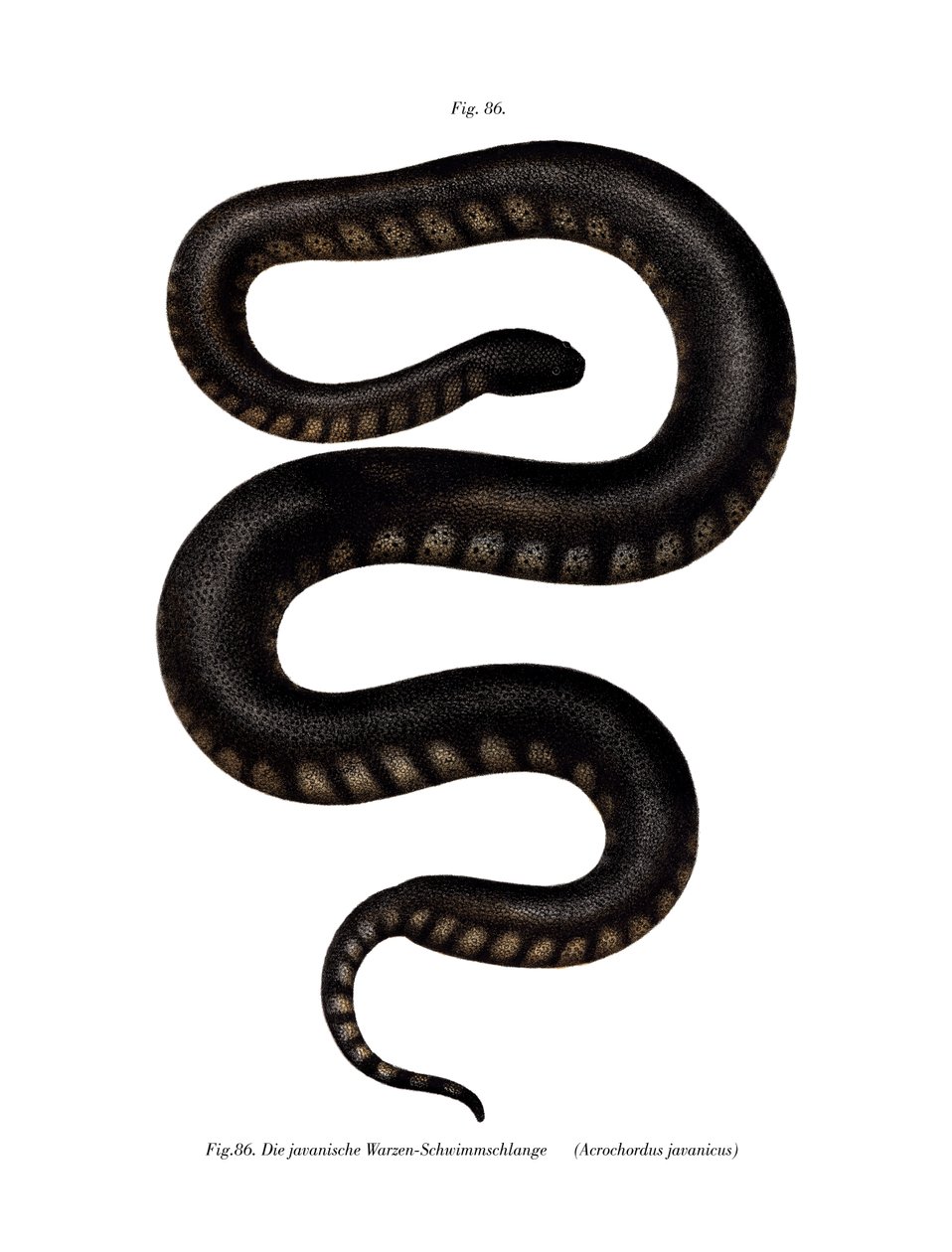 Javan File Snake (litho i färg) av German School