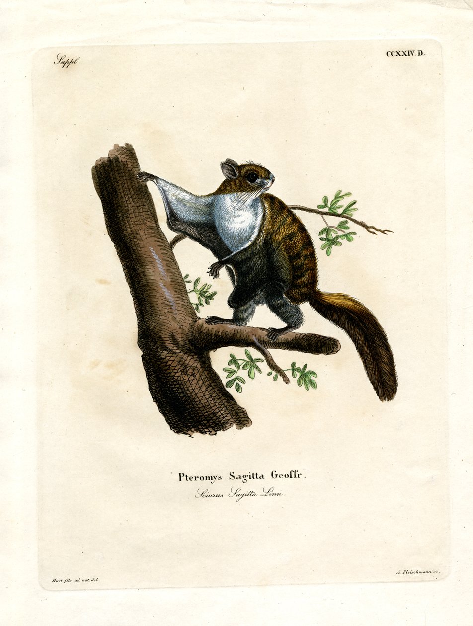 Javan Flying Squirrel (färgad gravyr) av German School