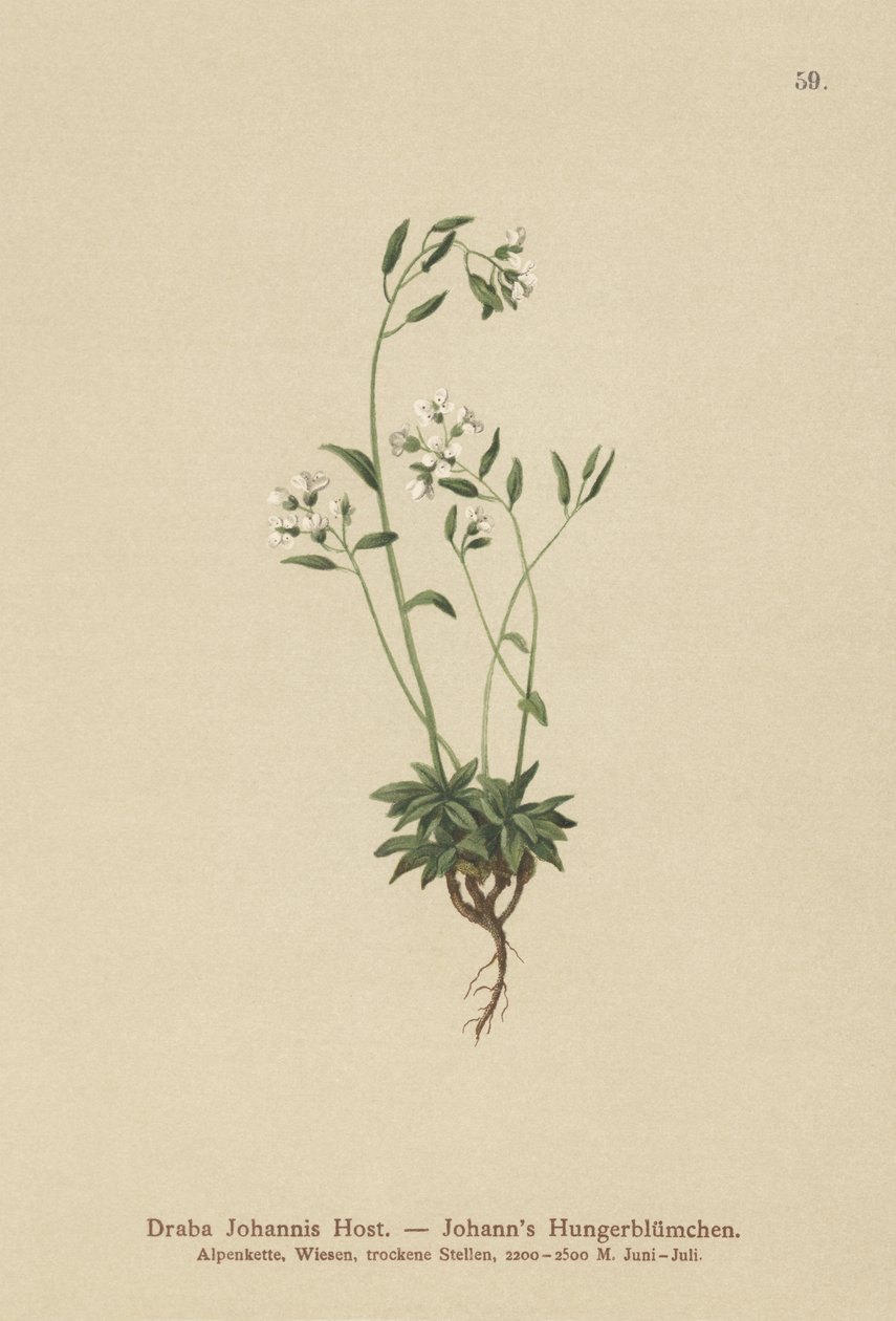 Johns Whitlow-grass (Draba Johannis) av German School