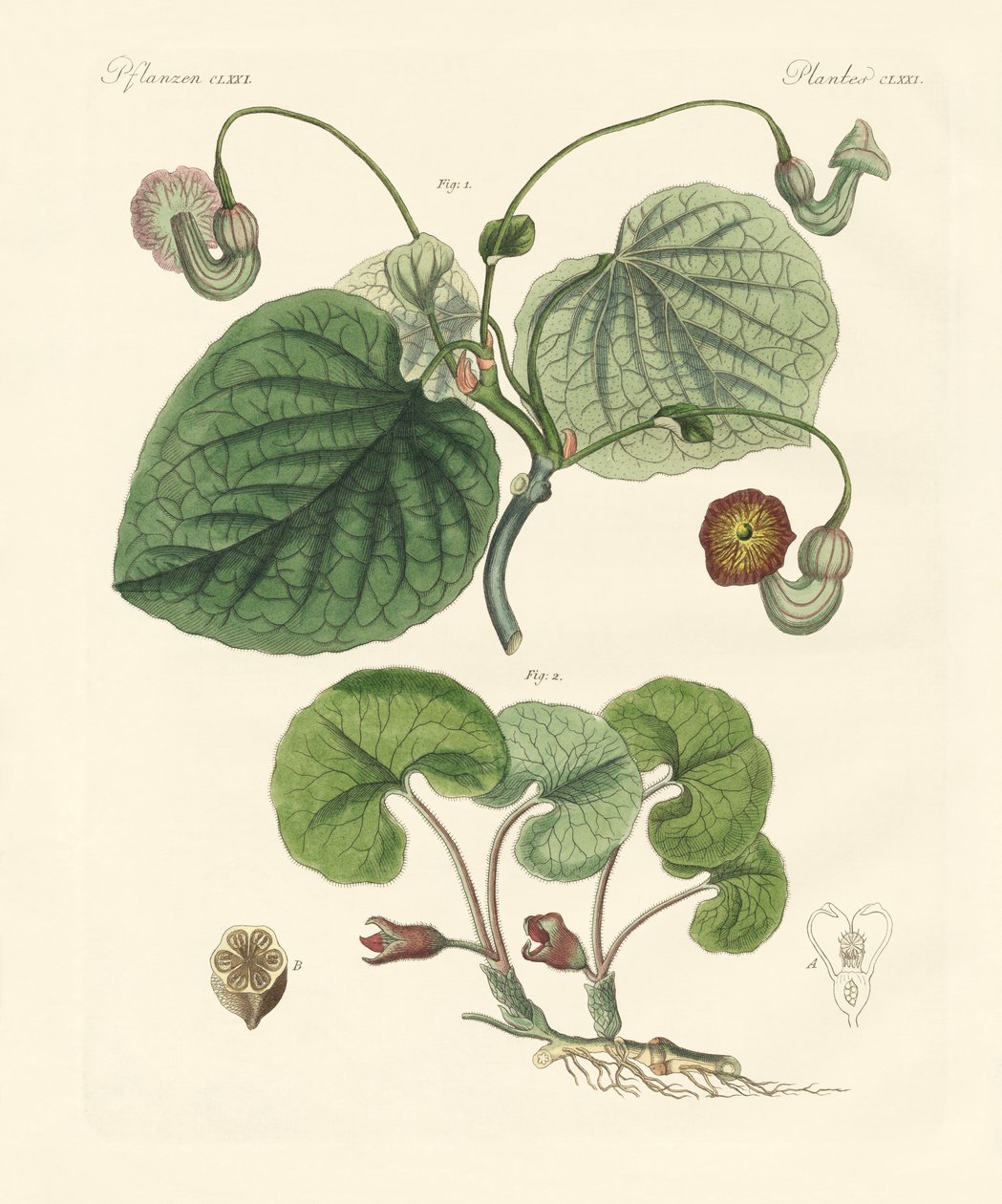 Typer av aristolochia-växter (färgad gravyr) av German School