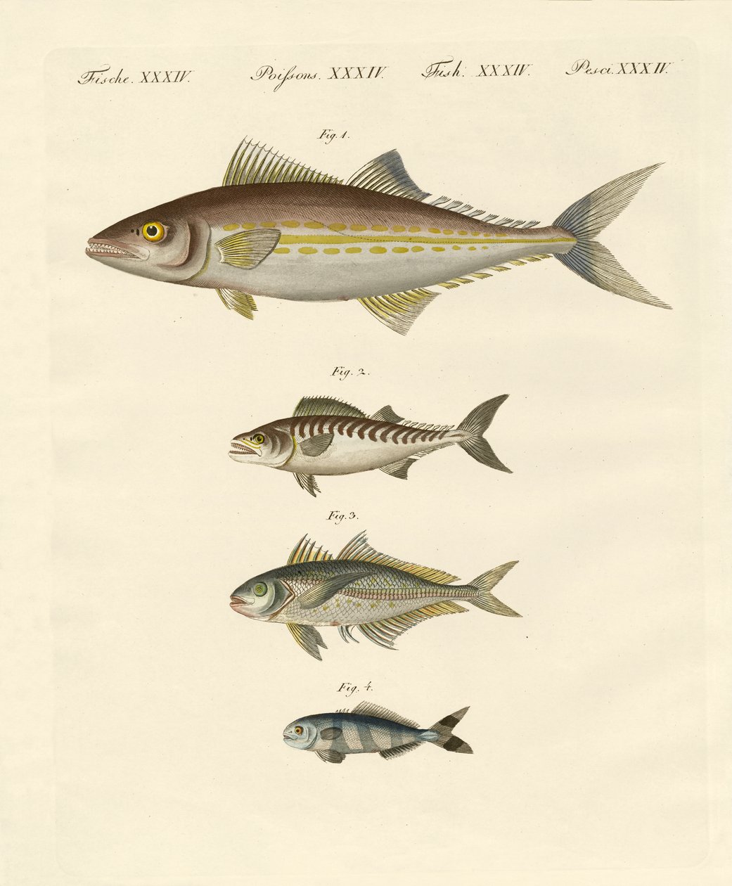 Typer av makrill av German School