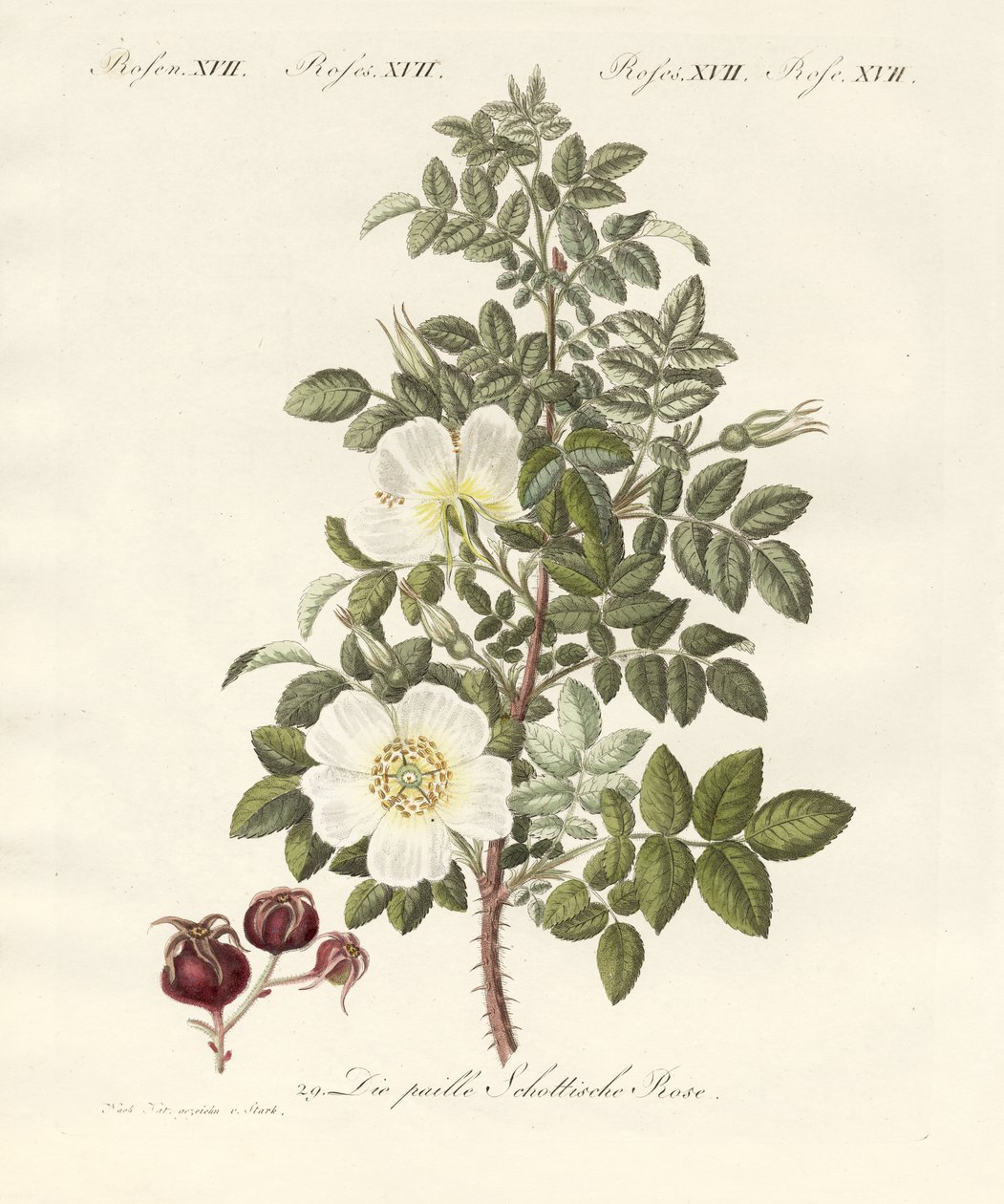 Typer av rosor (färgad gravyr) av German School