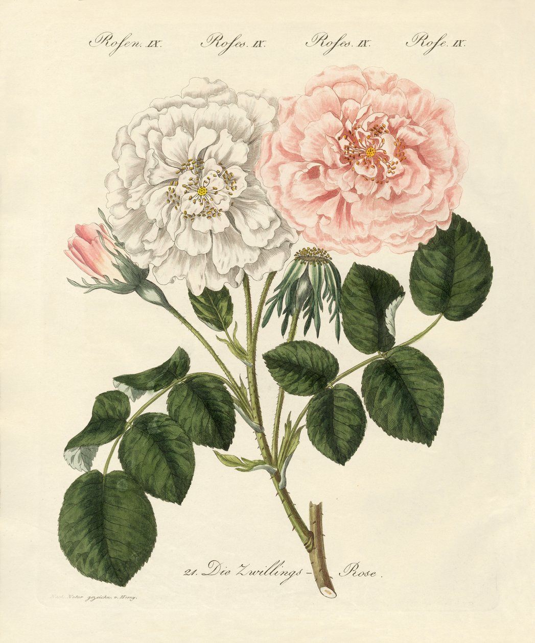 Typer av rosor (färgad gravyr) av German School