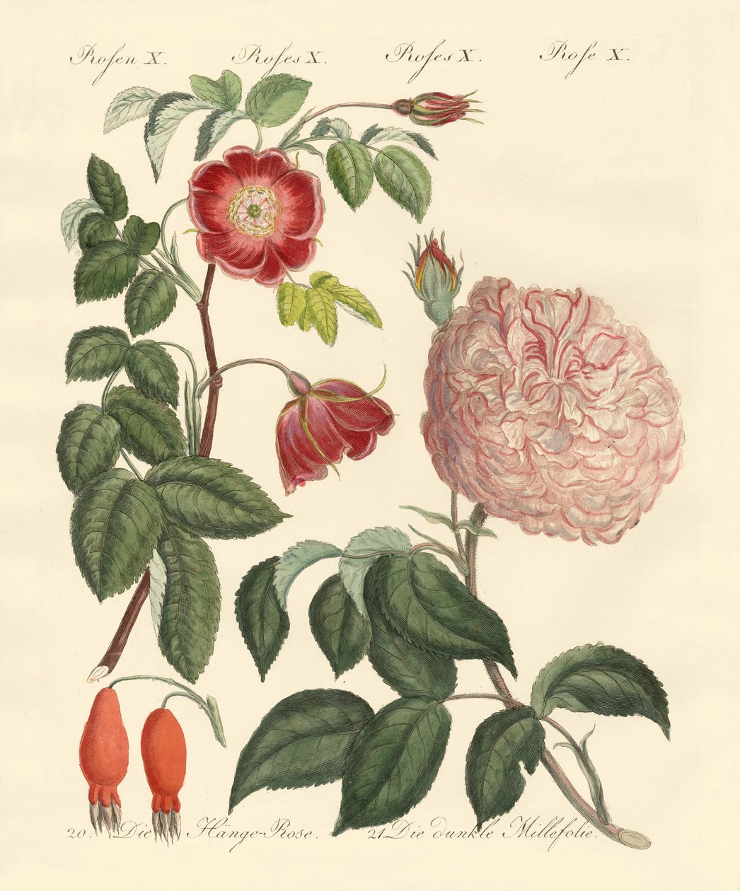 Typer av rosor av German School