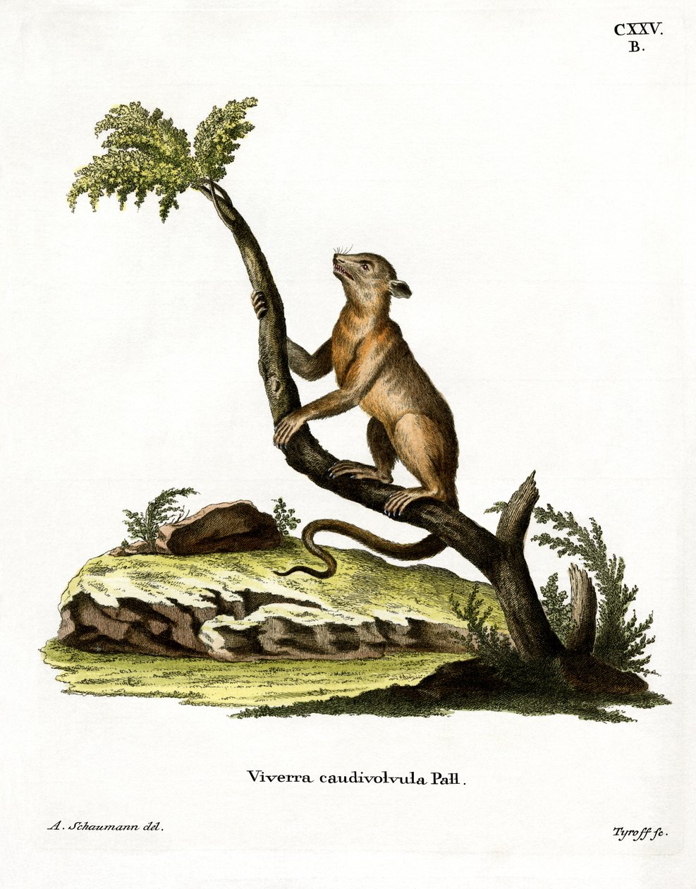 Kinkajou (färgad gravyr) av German School