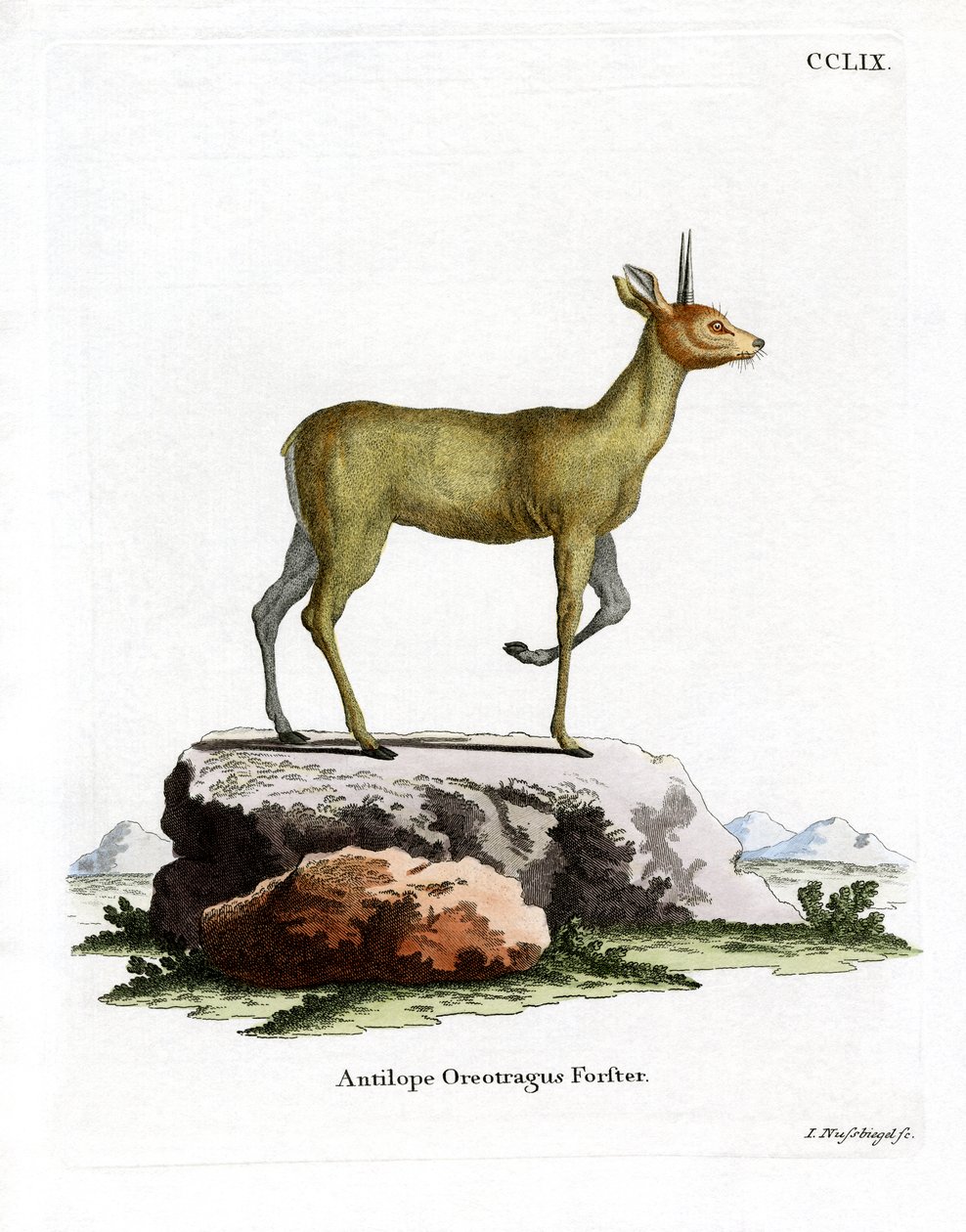 Klipspringer (färgad gravyr) av German School