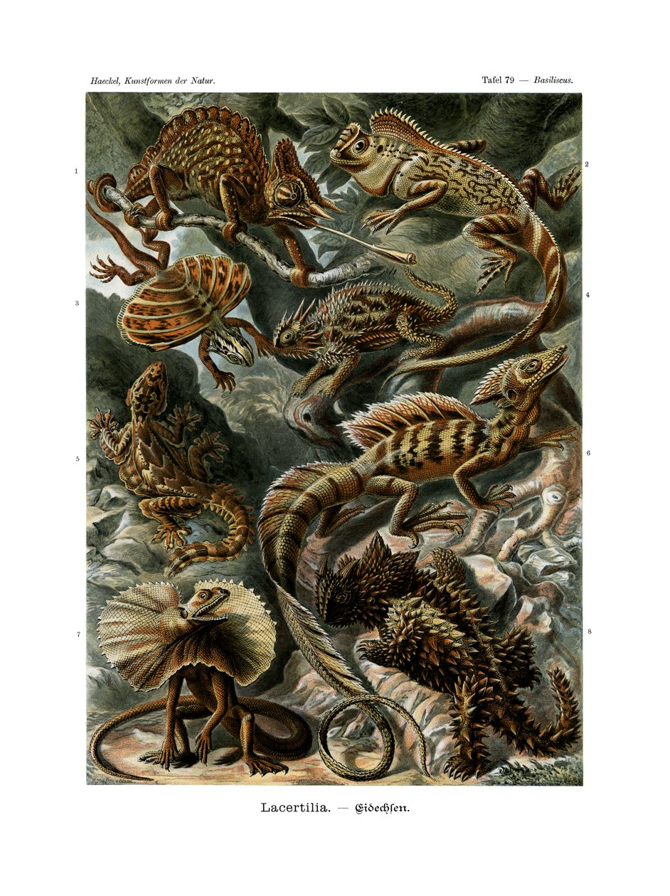 Lacertilia, 1899-1904 av German School