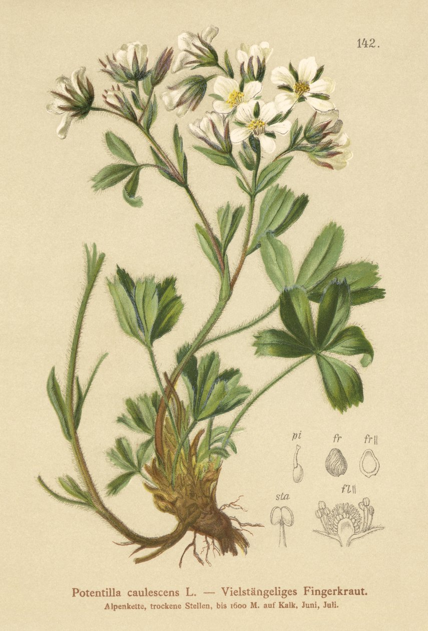 Lax Cinquefoil (Potentilla caulescens) av German School