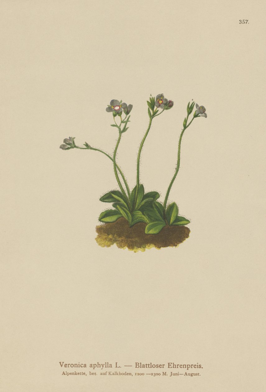 Speedwell med bladlös skaft (Veronica aphylla) av German School