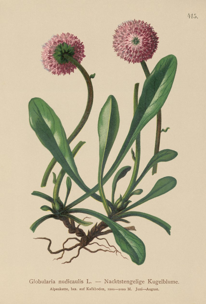 Bladlös skaft Globularia (Globularia nudicaulis) av German School