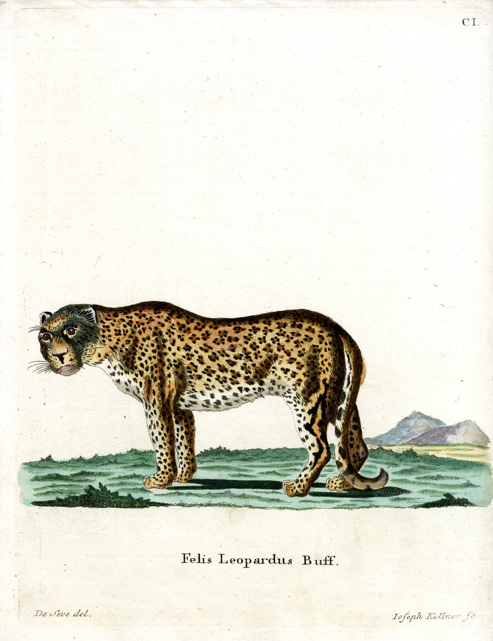 Leopard (färgad gravyr) av German School