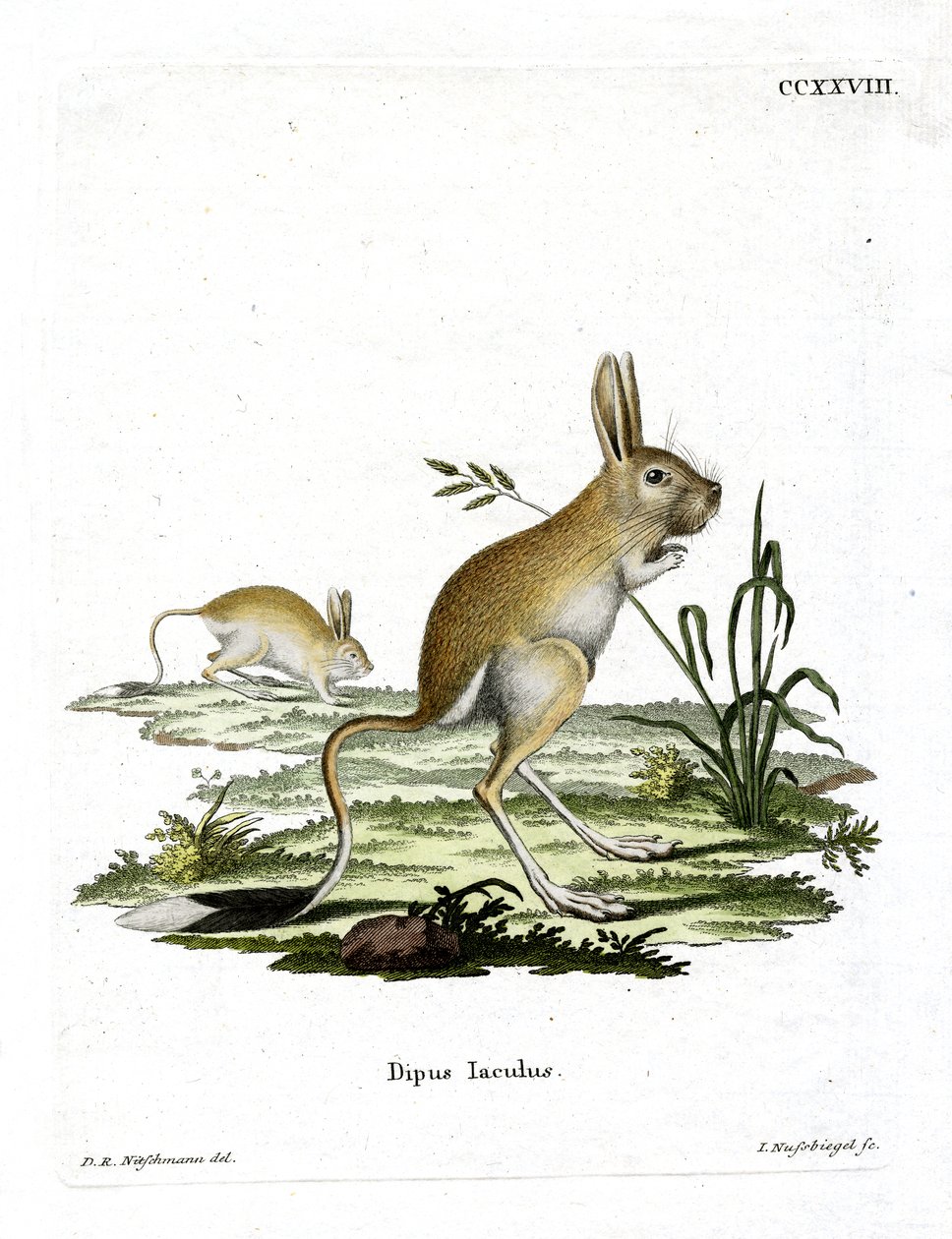 Mindre egyptisk Jerboa (färgad gravyr) av German School