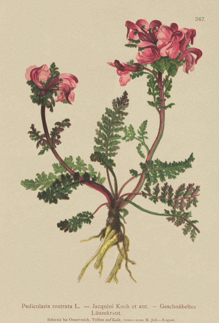 Långnäsört (Pedicularis rostrata) av German School