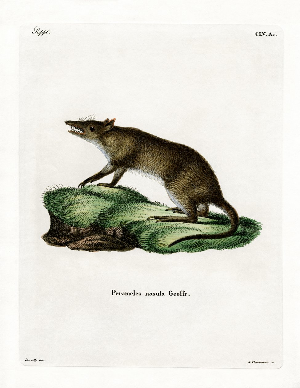 Long-nosed Bandicoot (färgad gravyr) av German School