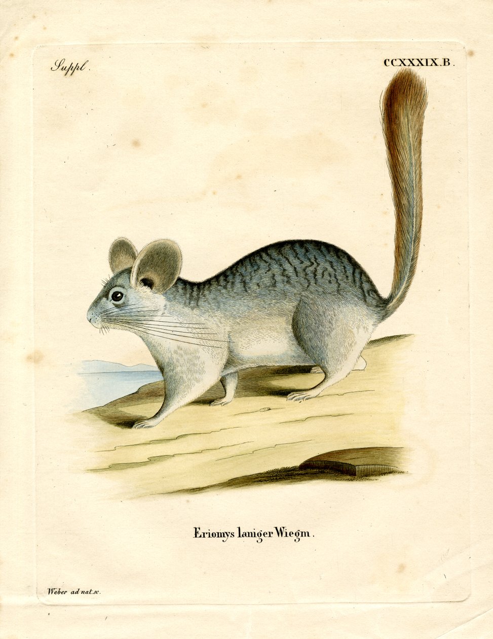 Långsvansad chinchilla (färgad gravyr) av German School
