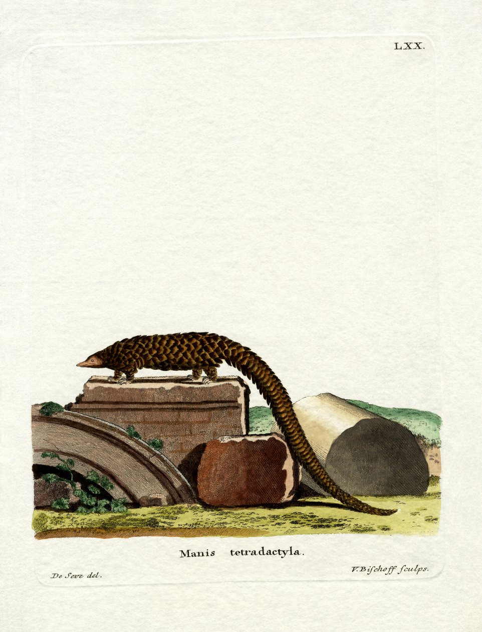 Long-tailed Pangolin (färgad gravyr) av German School