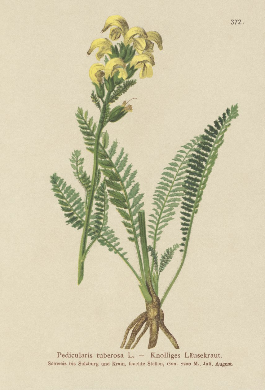 Långnäbbad gul lusseört (Pedicularis tuberosa) av German School
