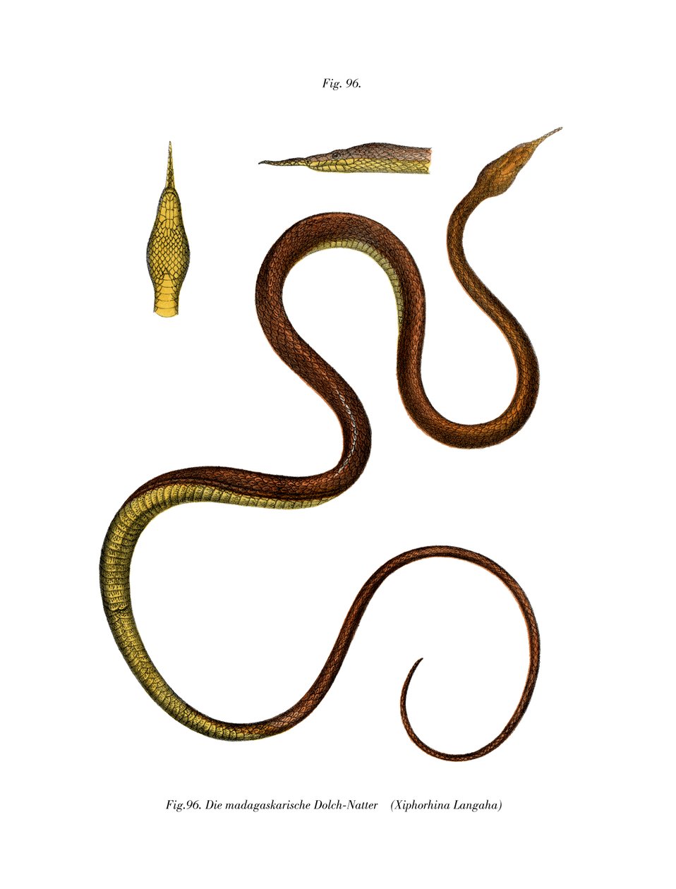 Madagaskar Lövnossnake (färg litho) av German School