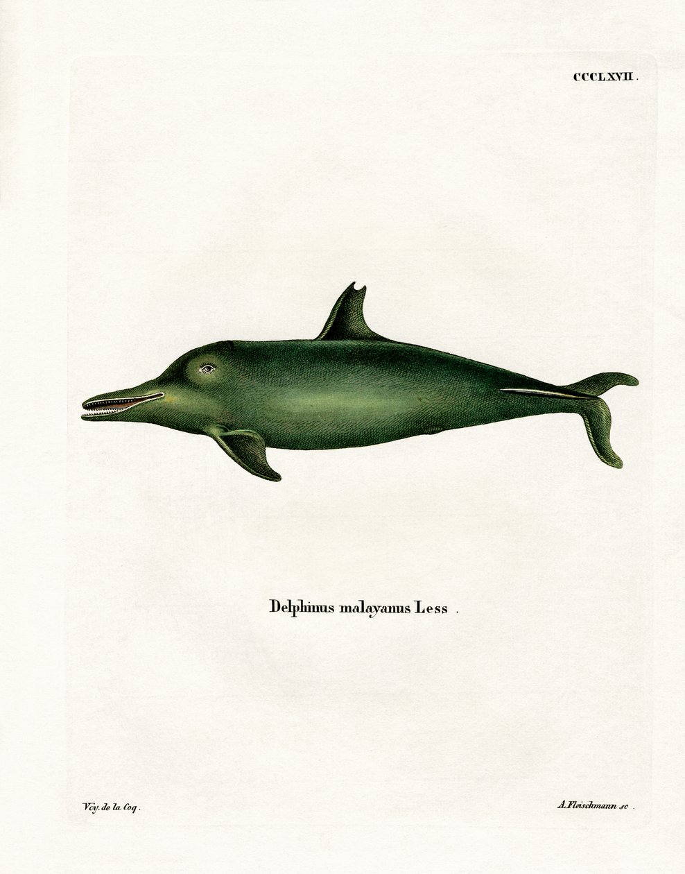 Malayan Dolphin (färgad gravyr) av German School