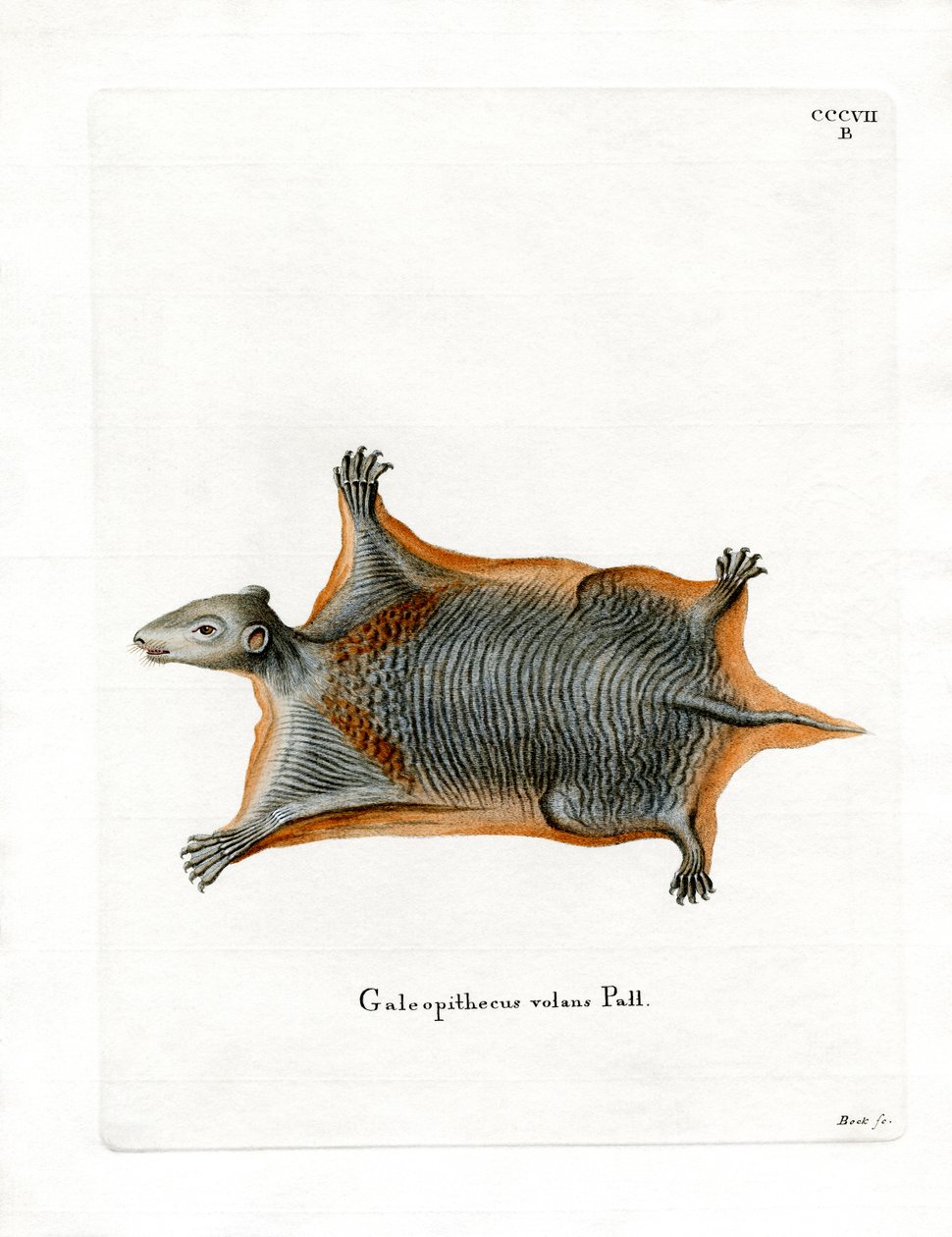 Malayan Flying Lemur (färgad gravyr) av German School