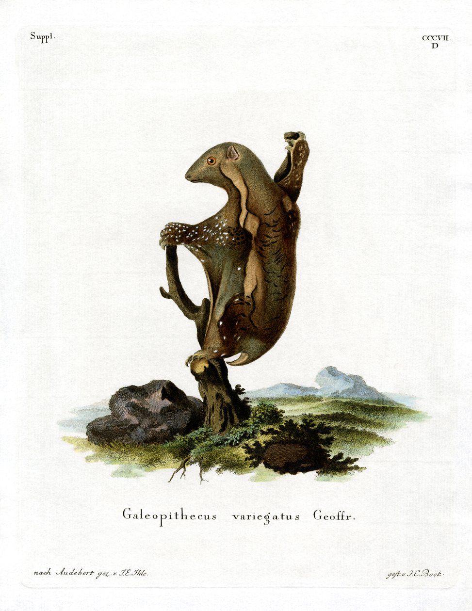 Malayan Flying Lemur (färgad gravyr) av German School