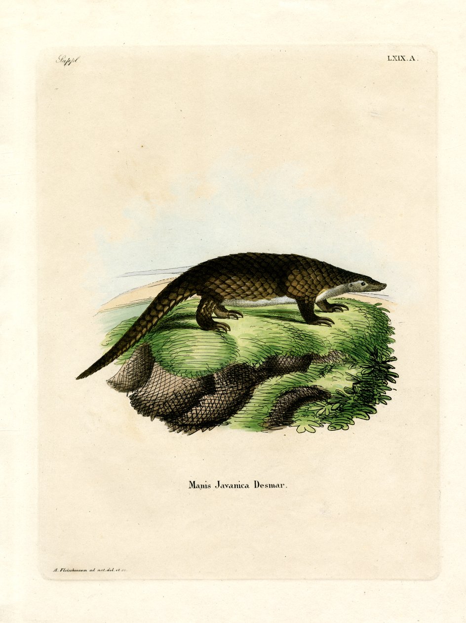 Malayan Pangolin (färgad gravyr) av German School