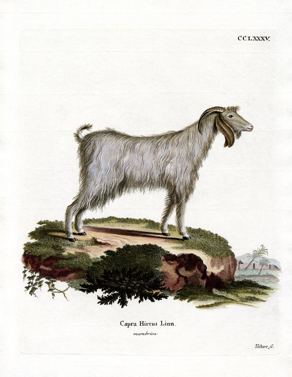 Mamber Goat (färgad gravyr) av German School