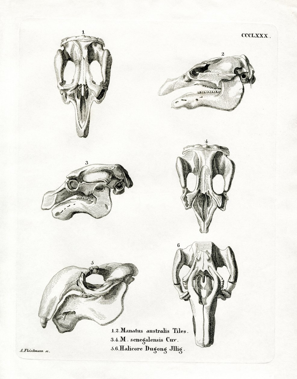 Manatee Skulls (färgad gravyr) av German School