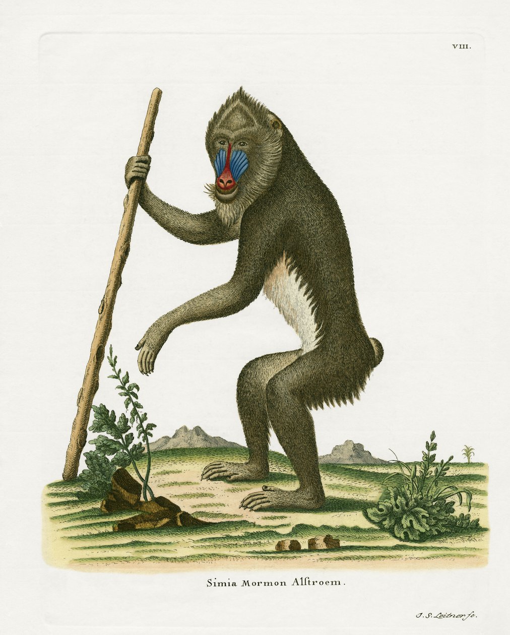Mandrill (färgad gravyr) av German School