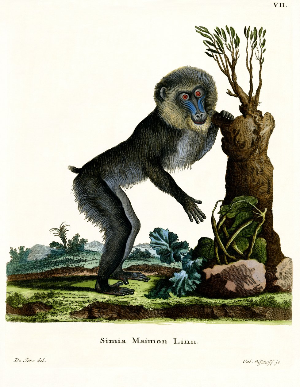 Mandrill (färgad gravyr) av German School