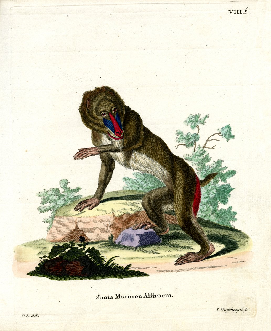 Mandrill (färgad gravyr) av German School