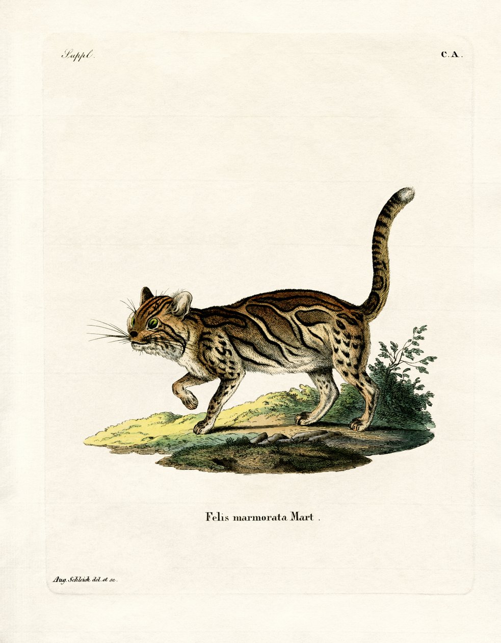 Marmorerad katt (färgad gravyr) av German School