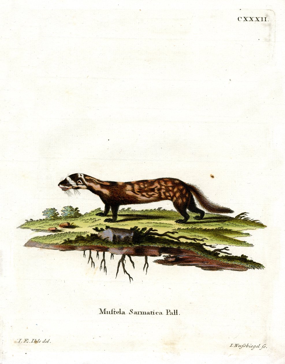 Marmorerad Polecat (färgad gravyr) av German School