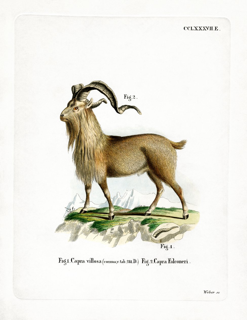 Markhor (färgad gravyr) av German School