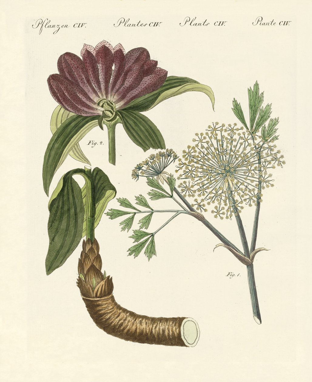 Medicinska växter (färgad gravyr) av German School
