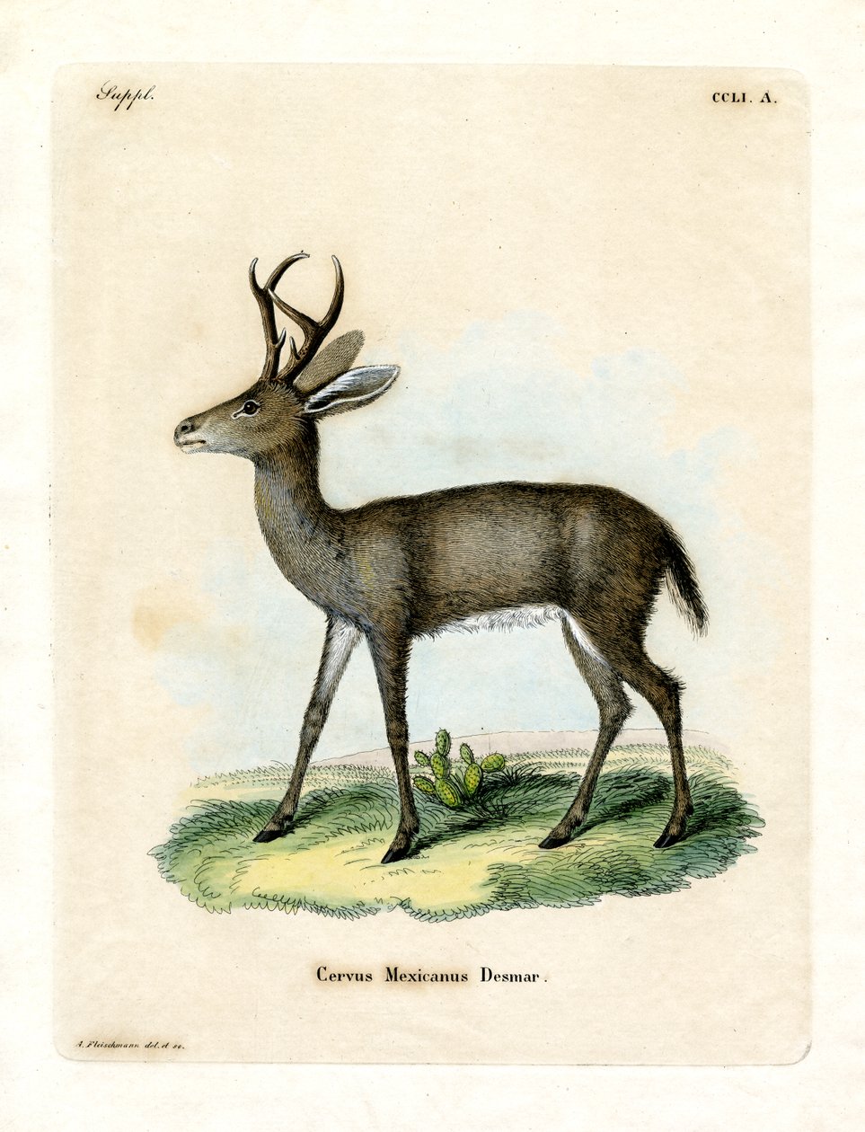 Mexikanska rådjur (färgad gravyr) av German School