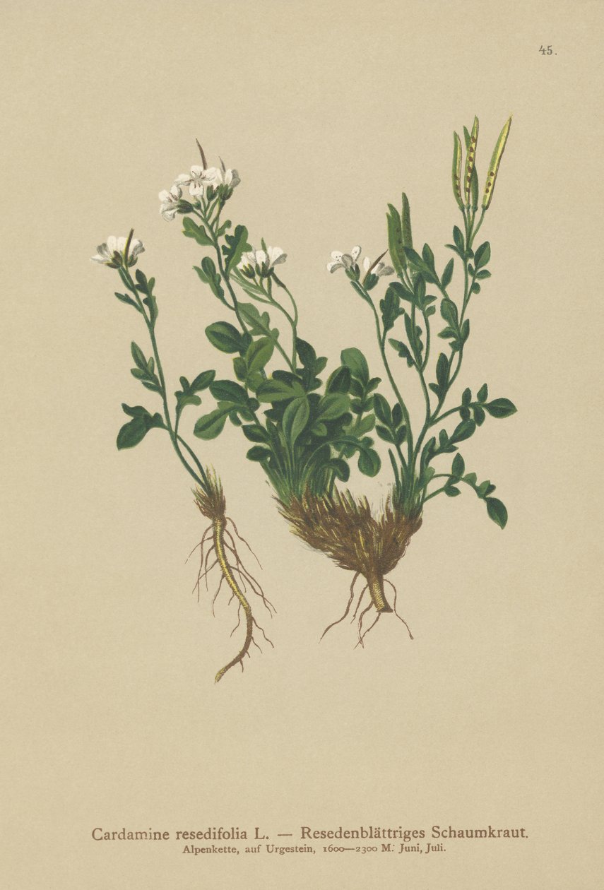 Mignonettebladig bitterkrasse (Cardamine resedifolia, Arabis bellidioides, Cardamine heterophylla) av German School
