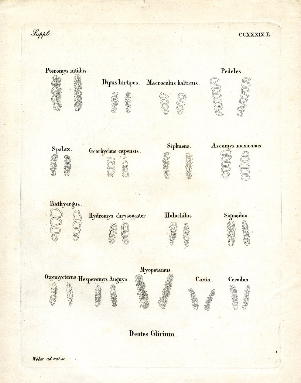 Molarer (färgad gravyr) av German School