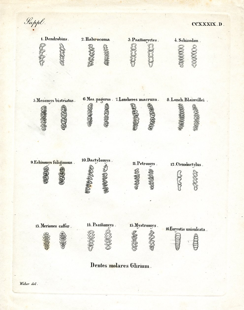 Molarer (färgad gravyr) av German School