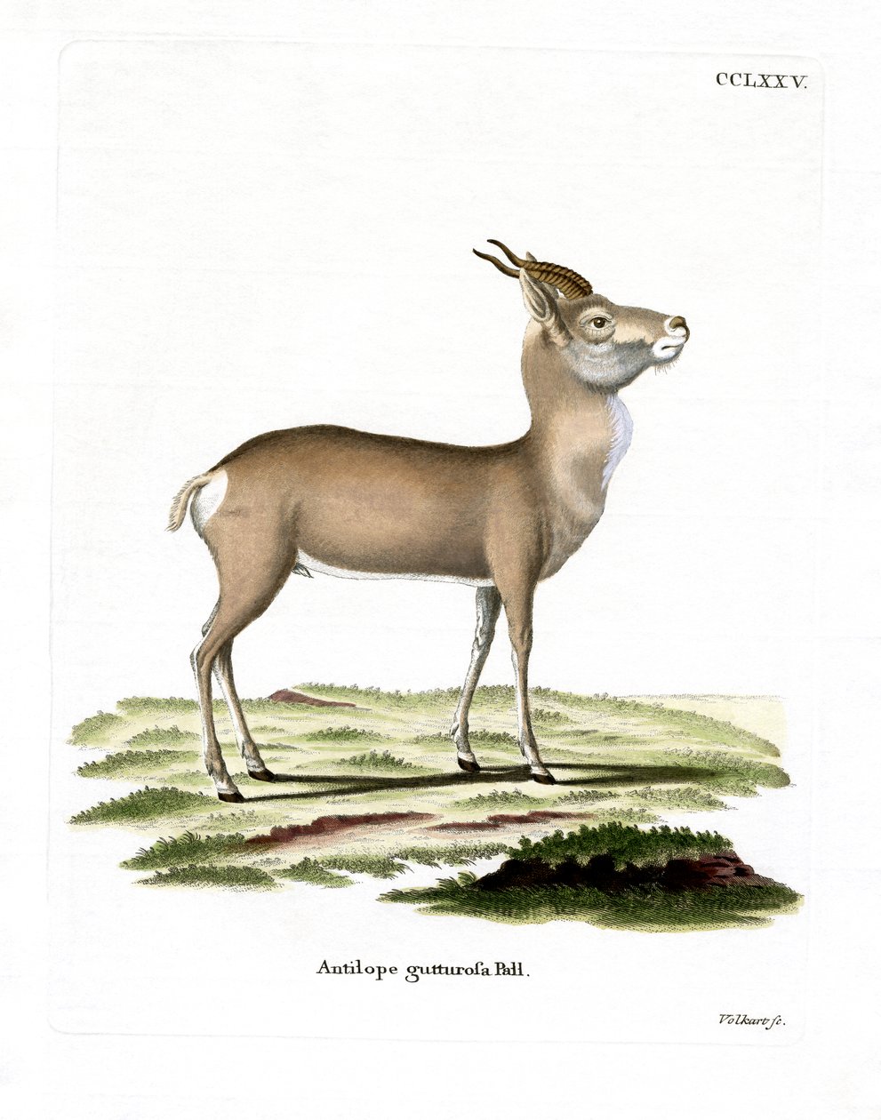 Mongolisk gasell (färgad gravyr) av German School