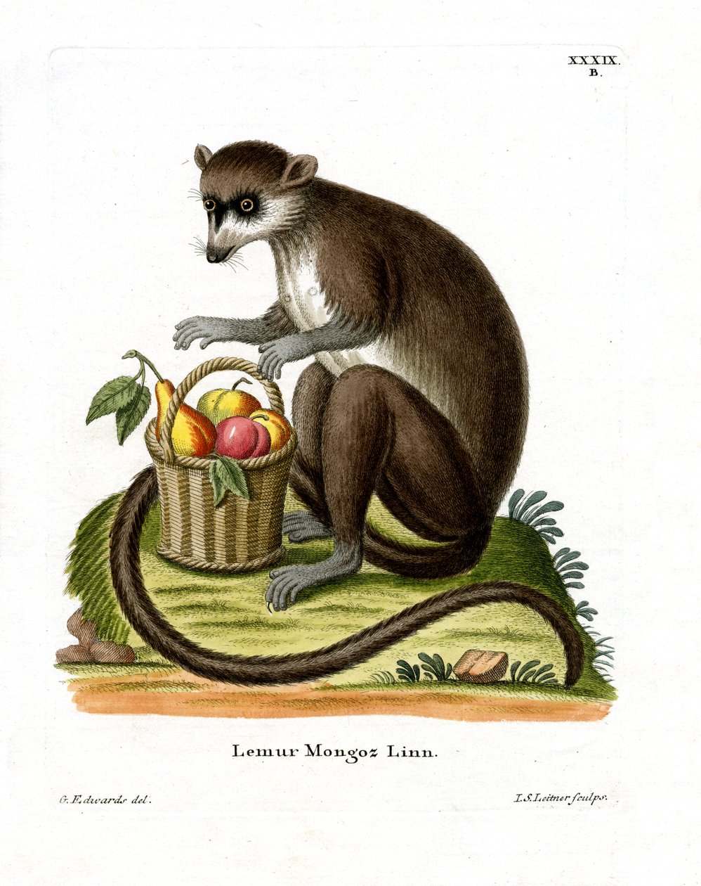 Mongoose Lemur (färgad gravyr) av German School