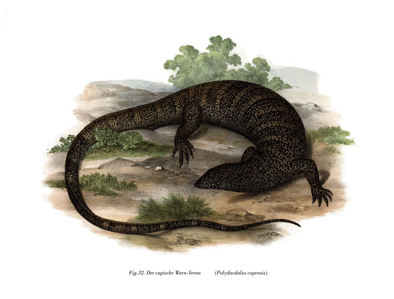 Monitor Lizard (färg litho) av German School