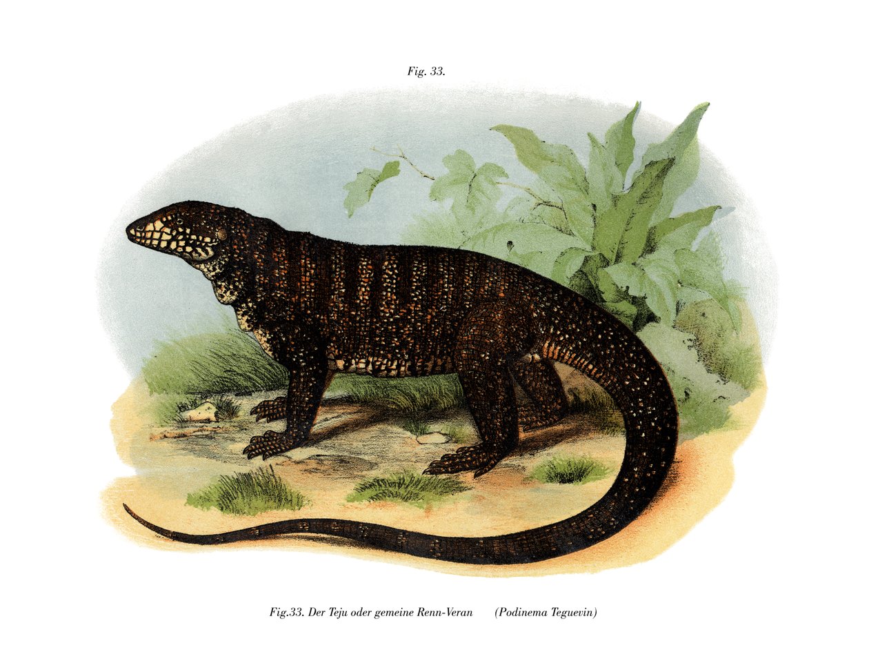 Monitor Lizard (färg litho) av German School