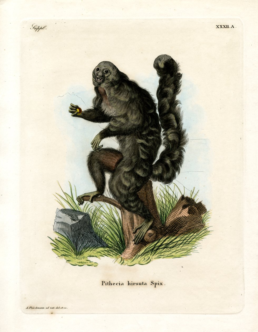 Monk Saki (färgad gravyr) av German School