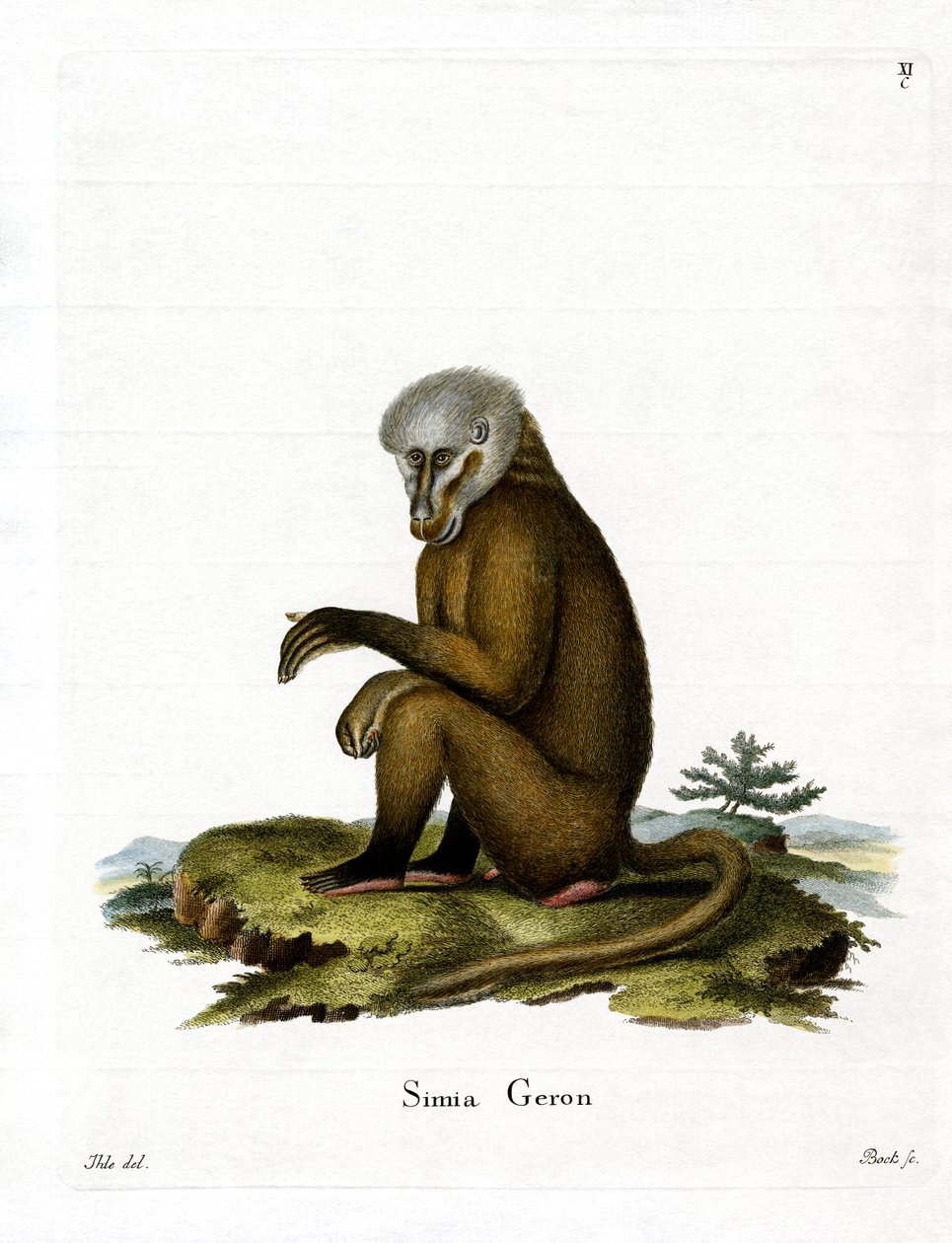 Monkey (färgad gravyr) av German School