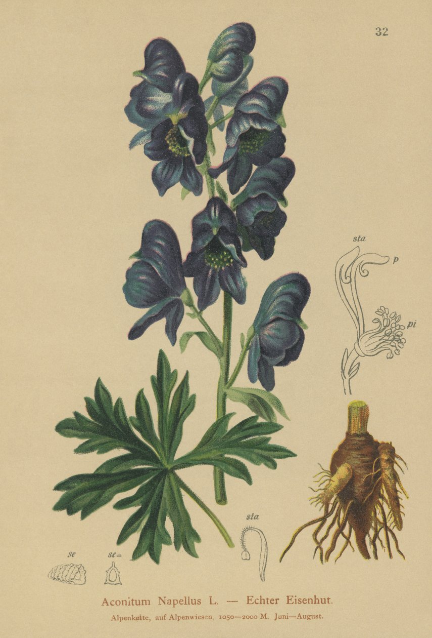 Monkshood (Acontium Napellus) av German School