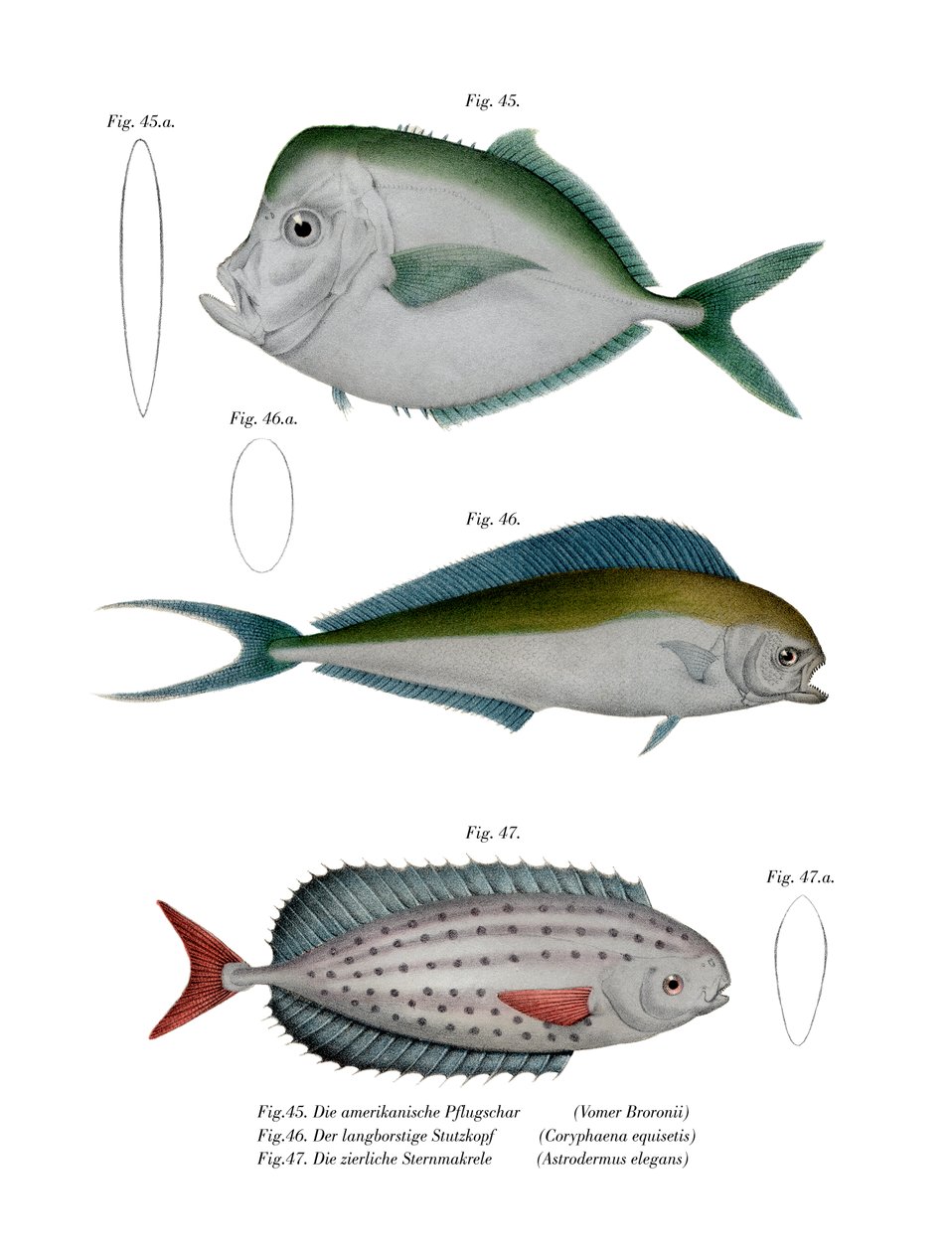 Månfisk (färg litho) av German School