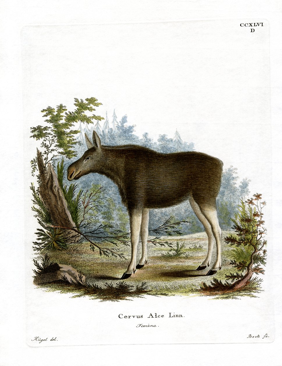 Älg (färgad gravyr) av German School